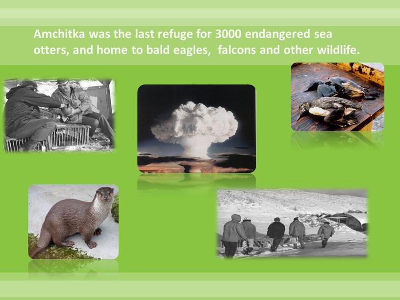 Amchitka was the last refuge for 3000 endangered sea otters, and home to bald eagles, falcons and other wildlife