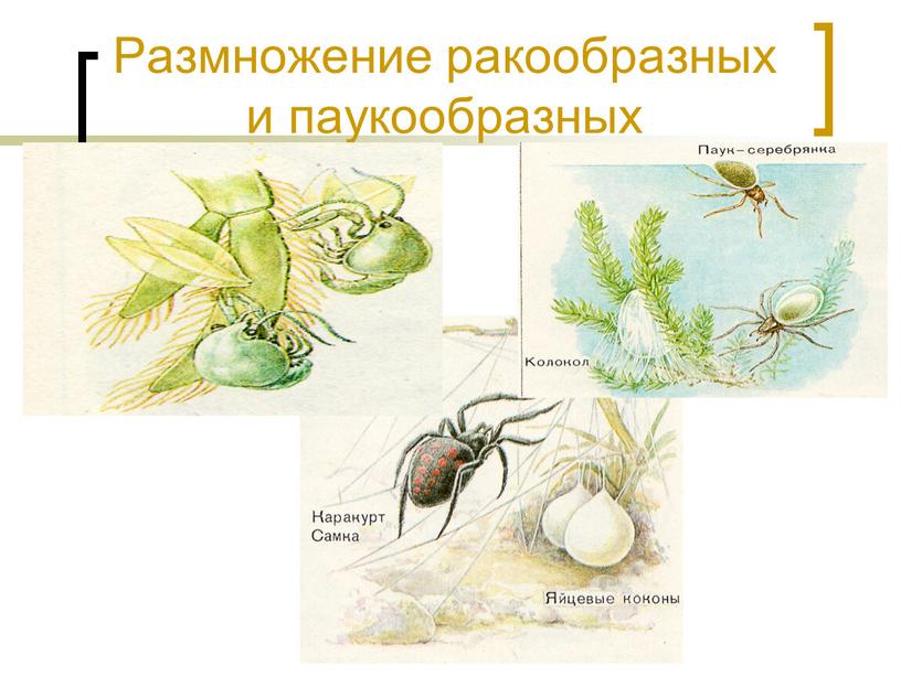 Размножение ракообразных и паукообразных