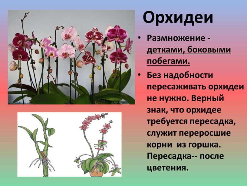Орхидеи Размножение - детками, боковыми побегами