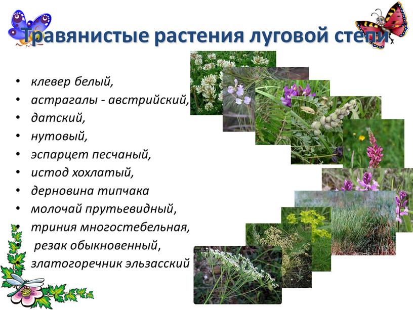 Травянистые растения луговой степи клевер белый, астрагалы - австрийский, датский, нутовый, эспарцет песчаный, истод хохлатый, дерновина типчака молочай прутьевидный , триния многостебельная, резак обыкновенный ,…