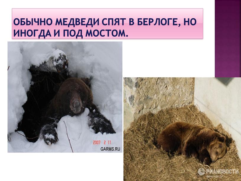 Обычно медведи спят в берлоге, но иногда и под мостом