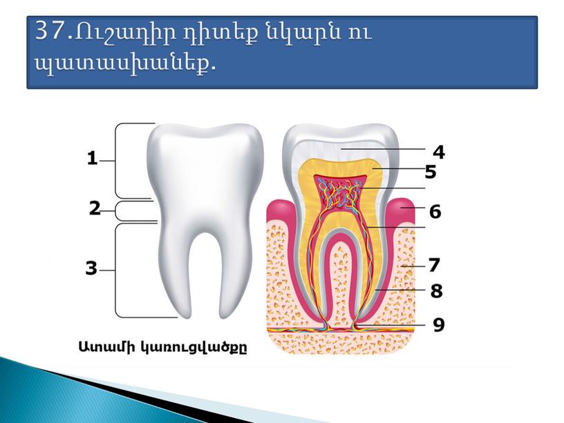 37.Ուշադիր դիտեք նկարն ու պատասխանեք.