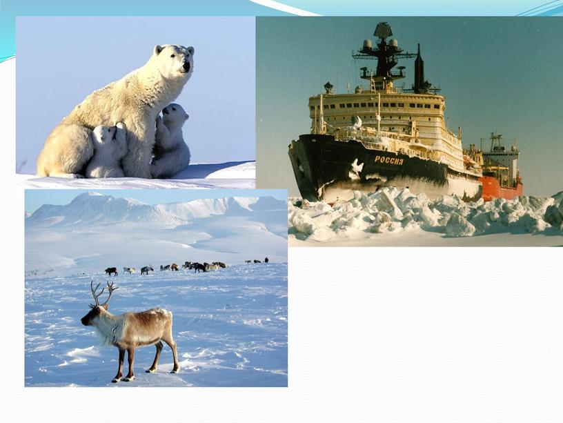 Презентация "Арктика"