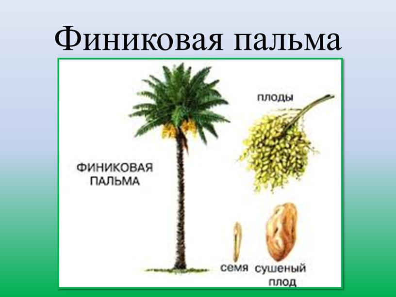 Финиковая пальма