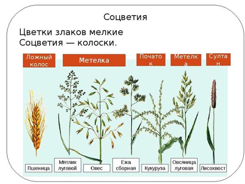 Сравнительная анатомия однолетних растении