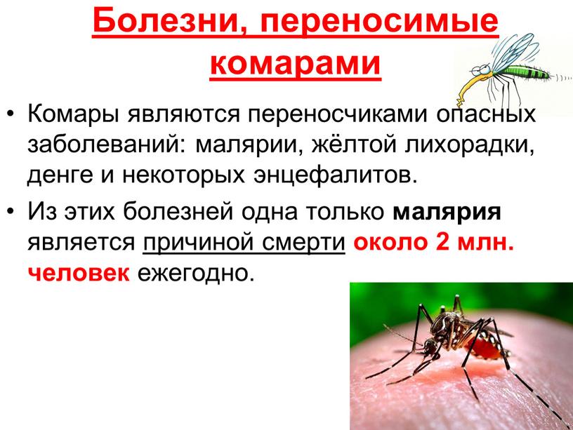 Болезни, переносимые комарами Комары являются переносчиками опасных заболеваний: малярии, жёлтой лихорадки, денге и некоторых энцефалитов