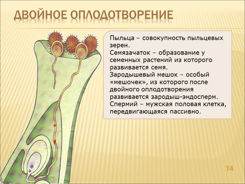 Двойное оплодотворение 14 Пыльца – совокупность пыльцевых зерен