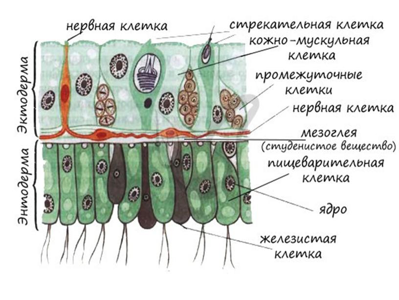 Беспозвоночные животные. Подготовка к ГИА