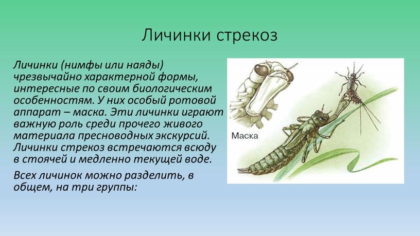 Личинки стрекоз Личинки (нимфы или наяды) чрезвычайно характерной формы, интересные по своим биологическим особенностям