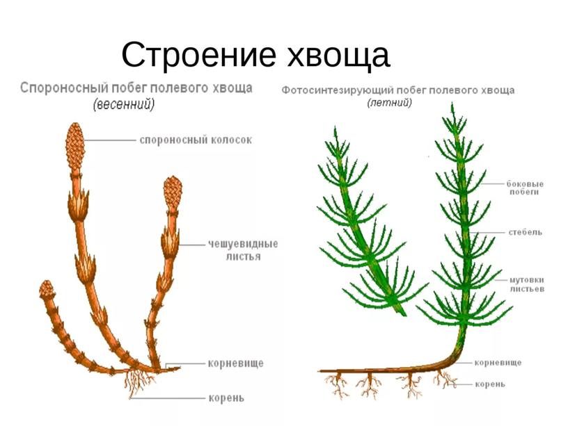 Высшие споровые растения