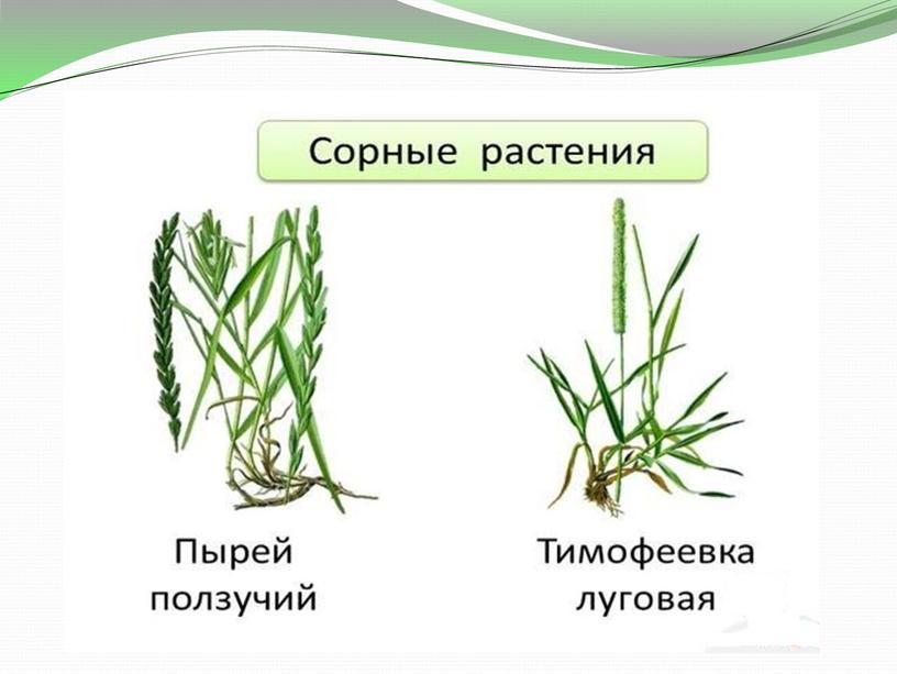 Презентация по биологии на тему "Семейство злаковые" 6класс