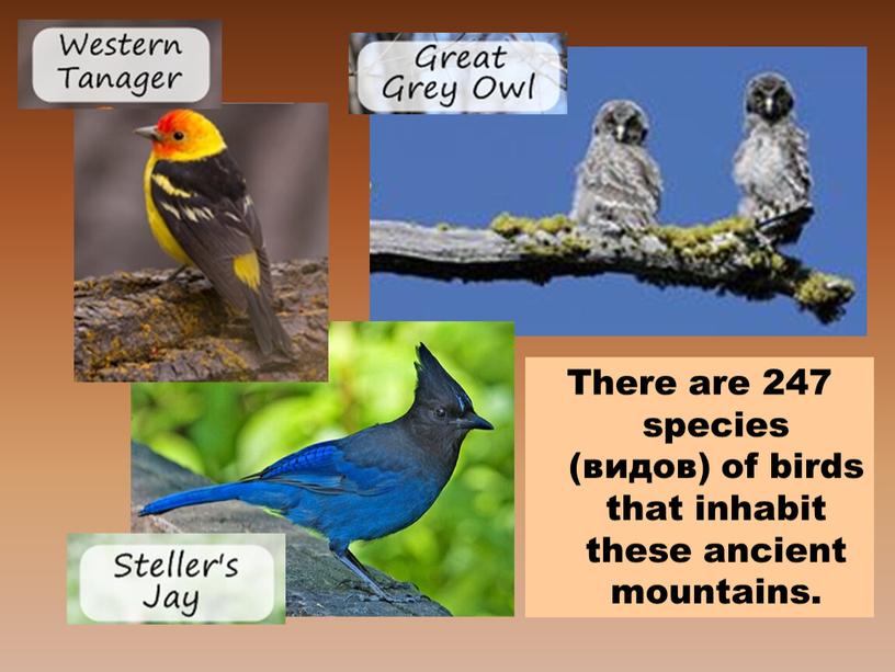 There are 247 species (видов) of birds that inhabit these ancient mountains