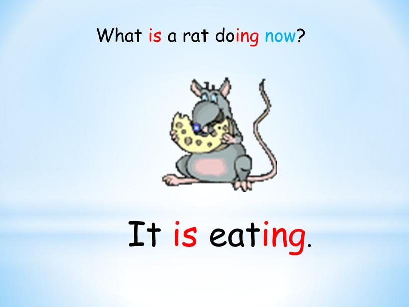 It is eating. What is a rat doing now?