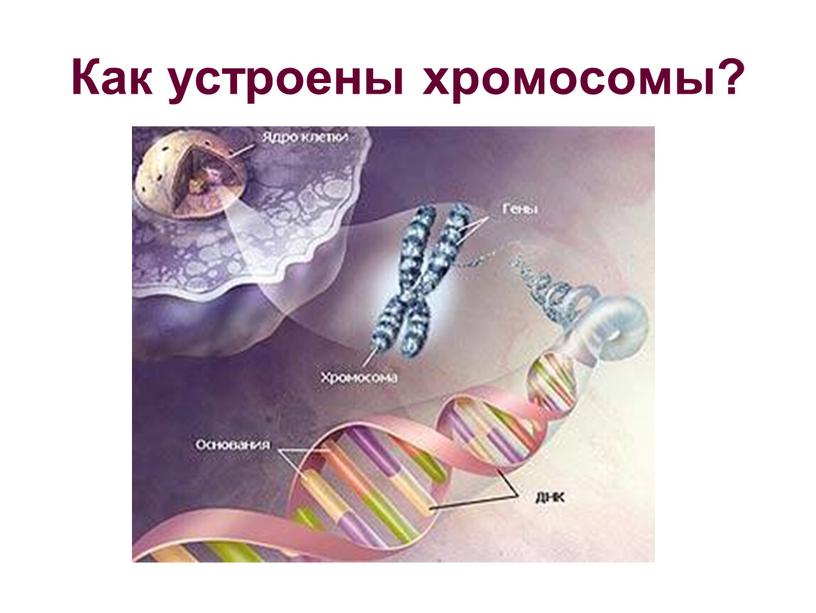 Как устроены хромосомы?