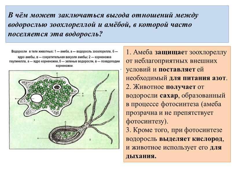 В чём может заключаться выгода отношений между водорослью зоохлореллой и амёбой, в которой часто поселяется эта водоросль? 1