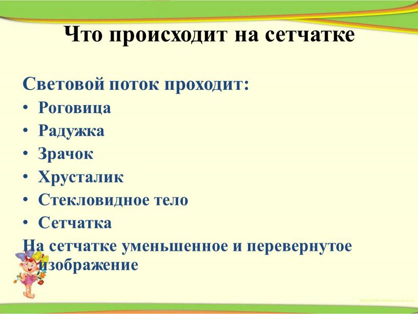 Что происходит на сетчатке Световой поток проходит: