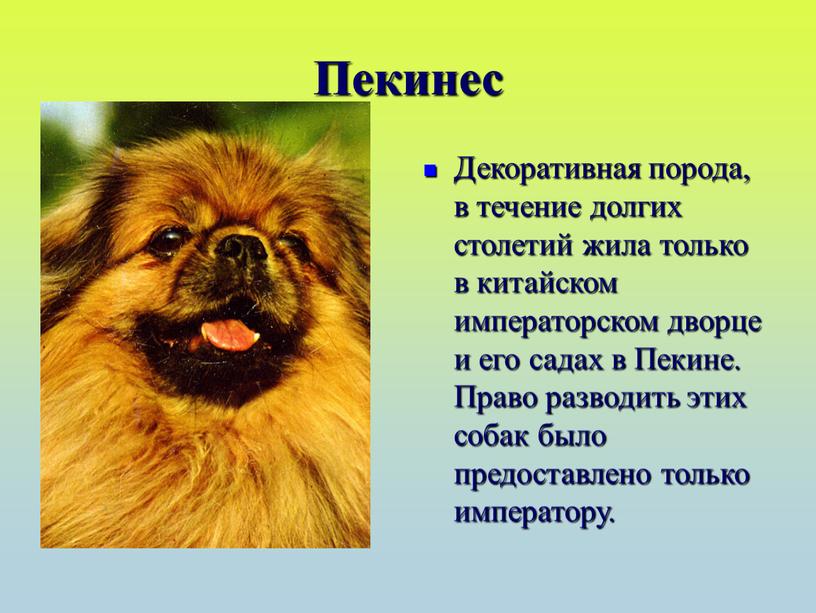 Пекинес Декоративная порода, в течение долгих столетий жила только в китайском императорском дворце и его садах в