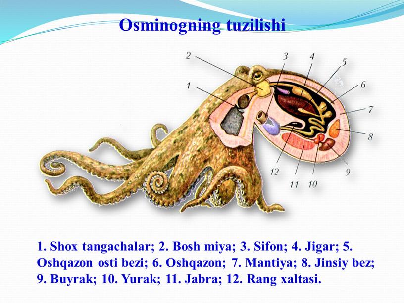 Osminogning tuzilishi 1. Shox tangachalar; 2