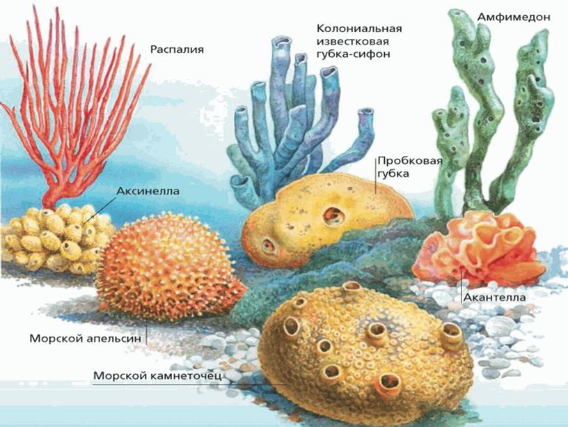 Презентация по биологии "Тип Губки"