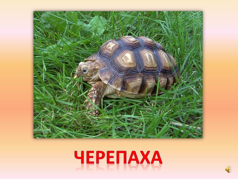 черепаха