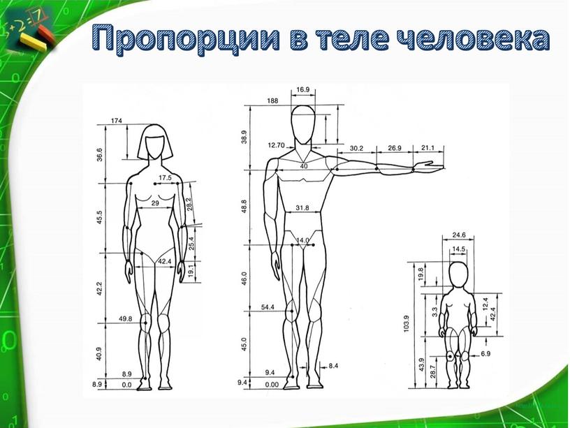 Пропорции в теле человека