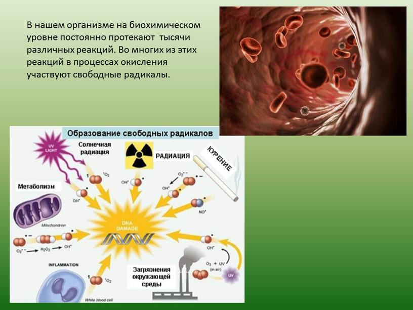 В нашем организме на биохимическом уровне постоянно протекают тысячи различных реакций