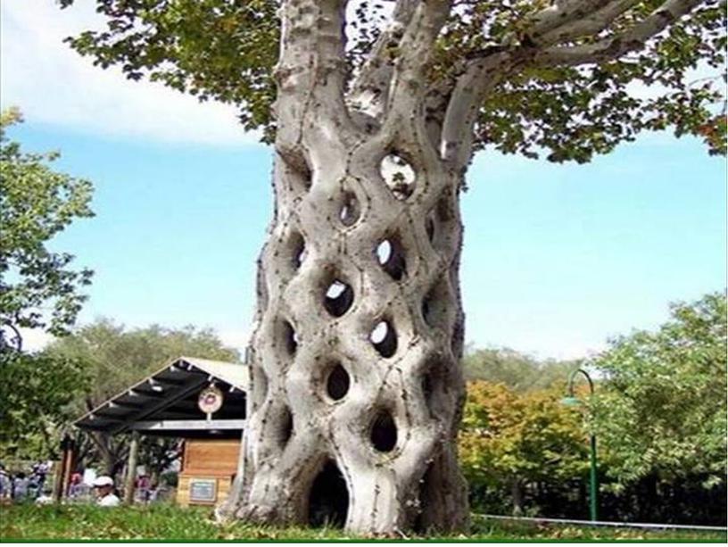Чудо дерево
