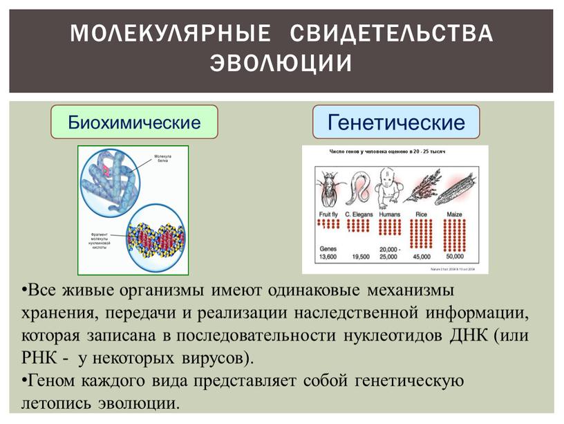 МОЛЕКУЛЯРНЫЕ СВИДЕТЕЛЬСТВА ЭВОЛЮЦИИ