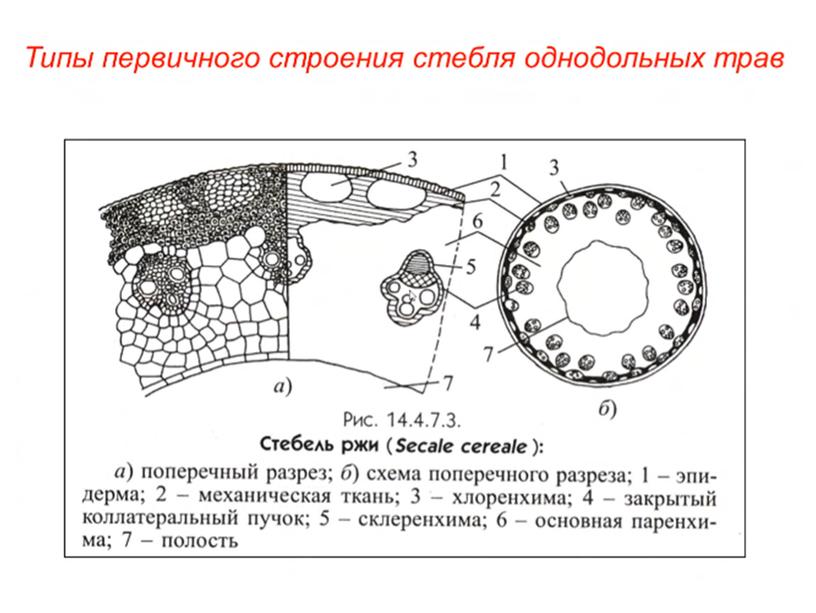 Сравнительная анатомия однолетних растении