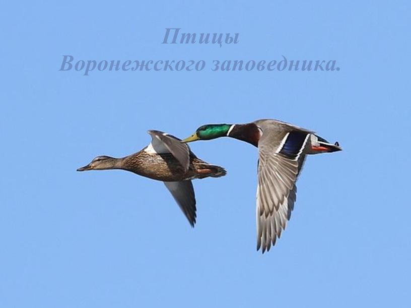Птицы Воронежского заповедника