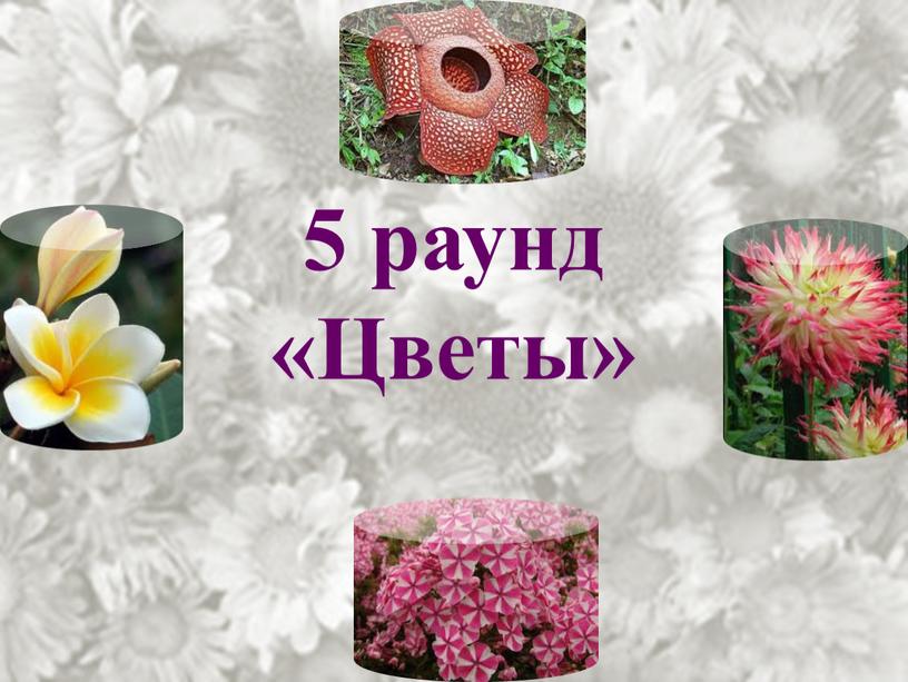 5 раунд «Цветы»