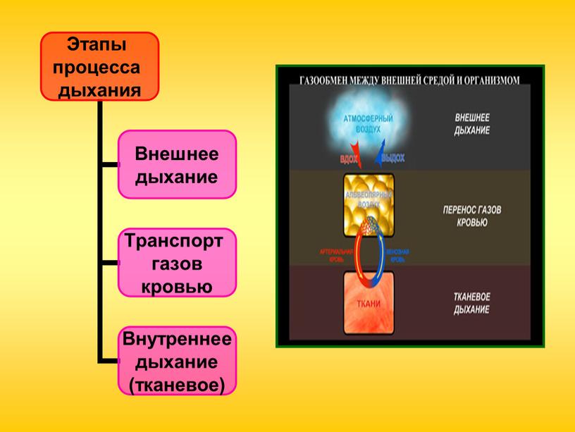 Дыхательная система