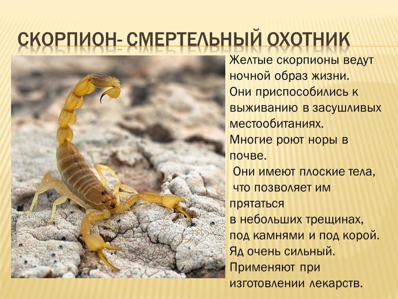 СКОРПИОН- смертельный охотник Желтые скорпионы ведут ночной образ жизни