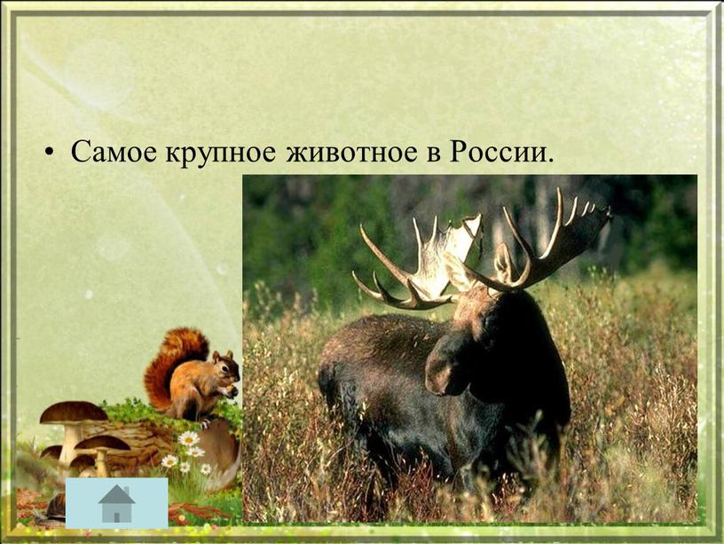 Самое крупное животное в России