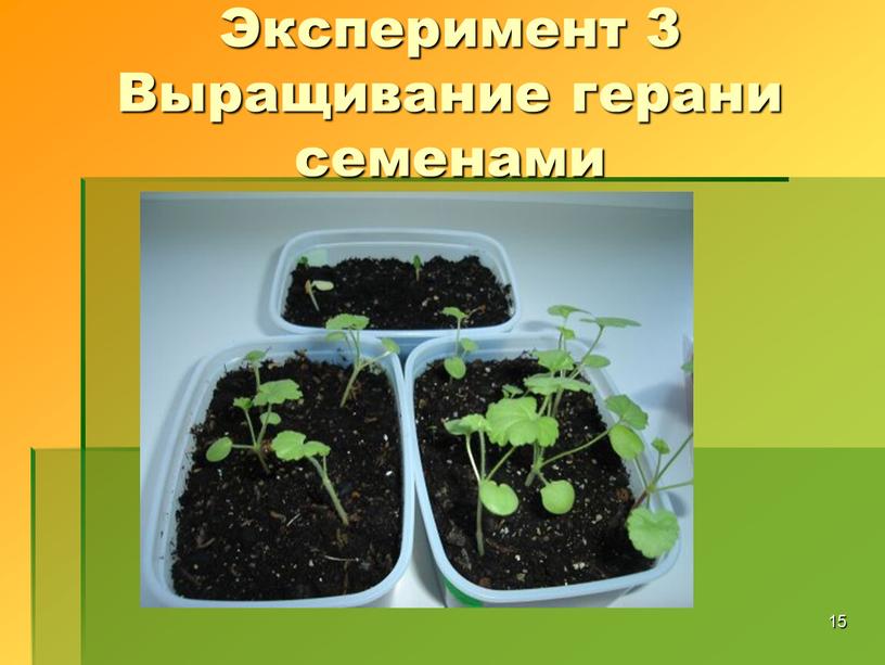 Эксперимент 3 Выращивание герани семенами 15