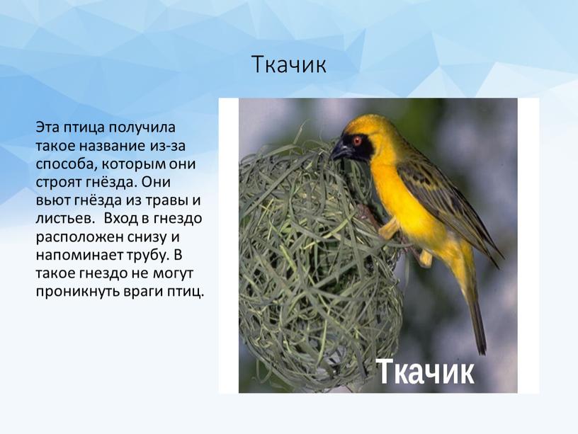 Ткачик Эта птица получила такое название из-за способа, которым они строят гнёзда