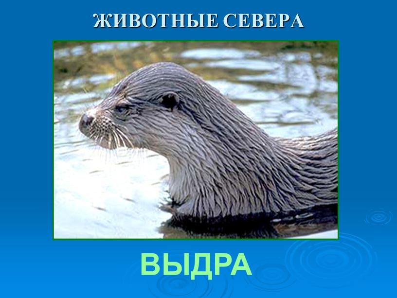 ЖИВОТНЫЕ СЕВЕРА ВЫДРА