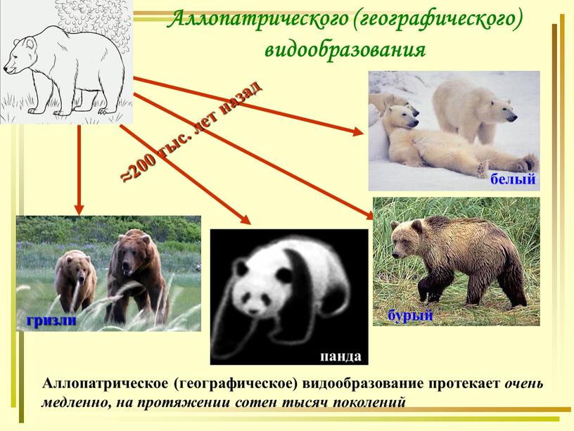 Аллопатрического (географического) видообразования гризли ≈200 тыс