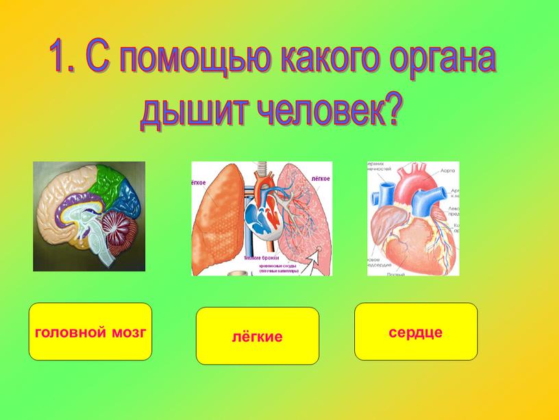 С помощью какого органа дышит человек? головной мозг сердце лёгкие
