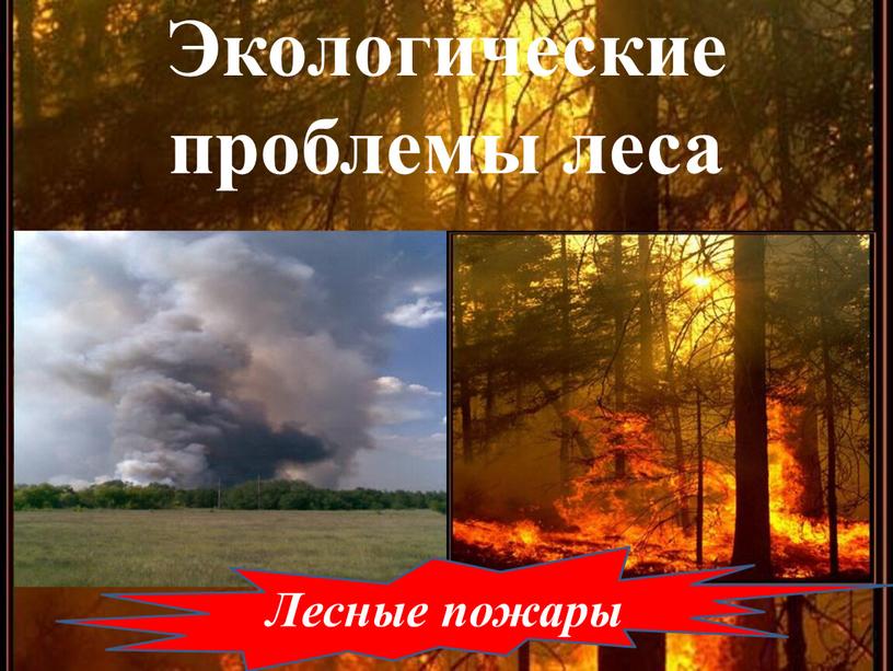 Экологические проблемы леса Лесные пожары