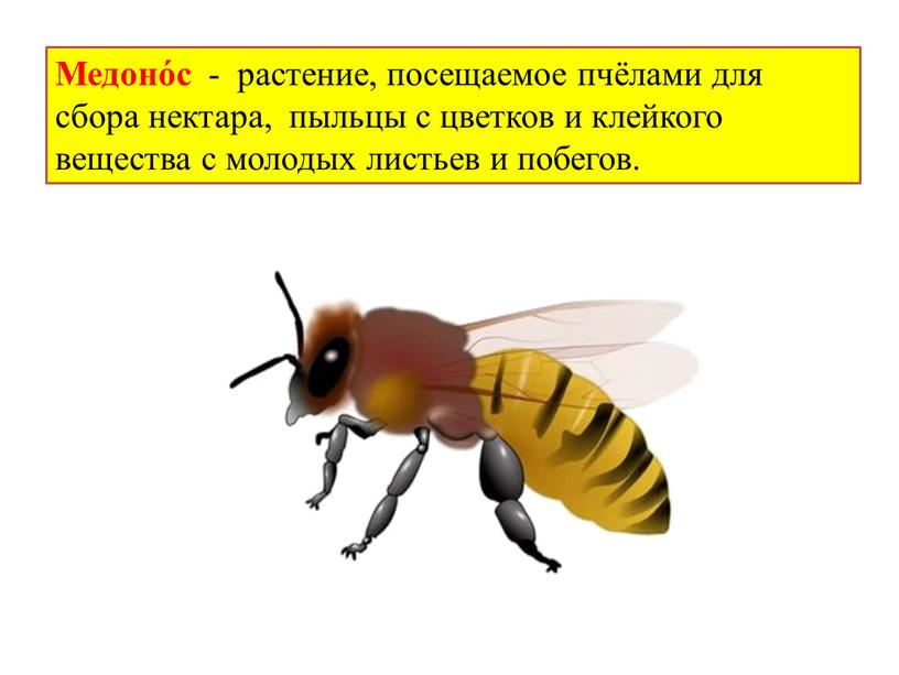 Медоно́с - растение, посещаемое пчёлами для сбора нектара, пыльцы с цветков и клейкого вещества с молодых листьев и побегов