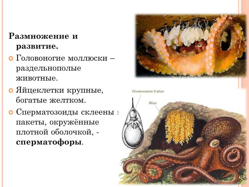 Размножение и развитие. Головоногие моллюски – раздельнополые животные