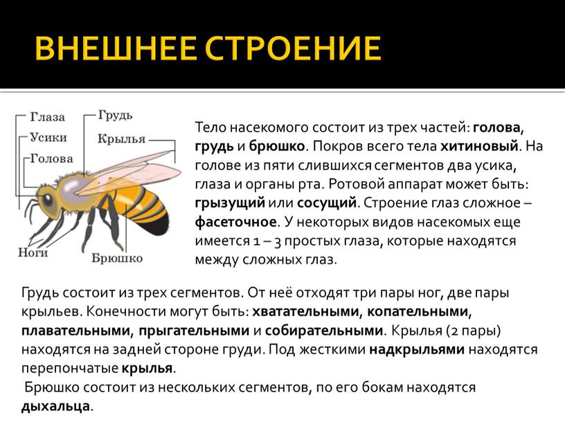 ВНЕШНЕЕ СТРОЕНИЕ Тело насекомого состоит из трех частей: голова , грудь и брюшко