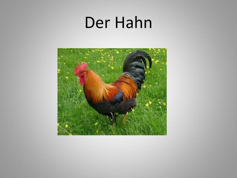 Der Hahn