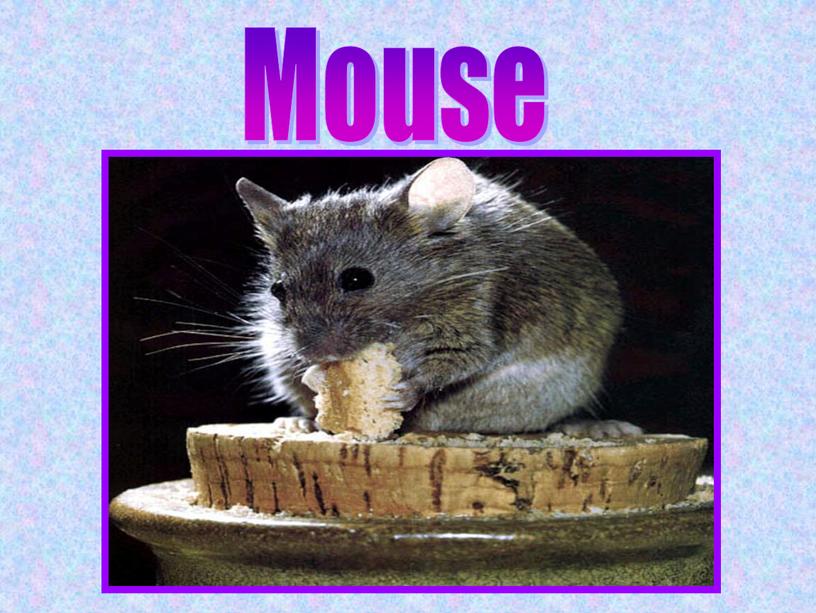 Mouse