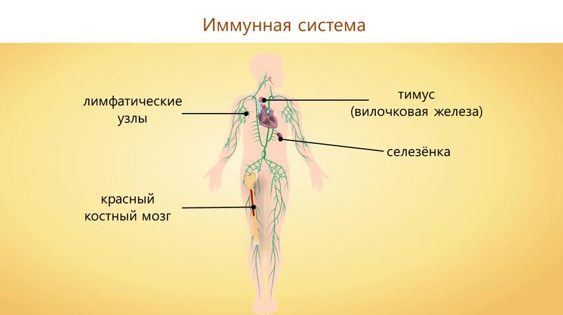 Иммунная система