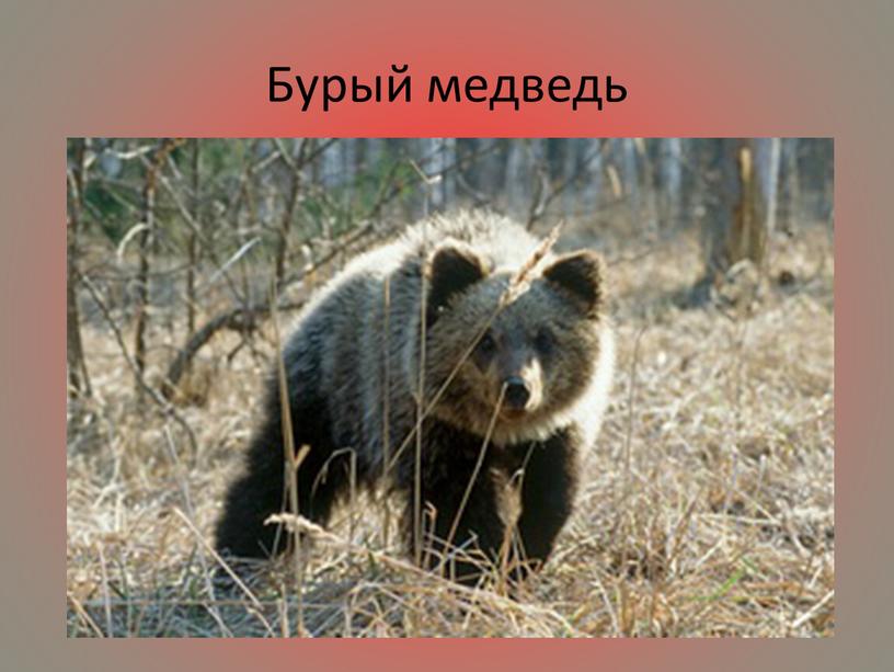 Бурый медведь