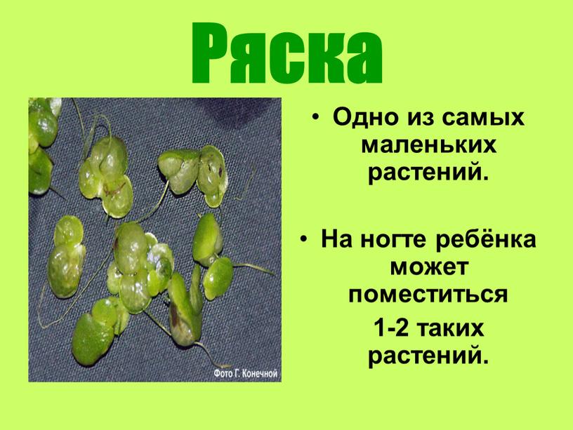 Ряска Одно из самых маленьких растений