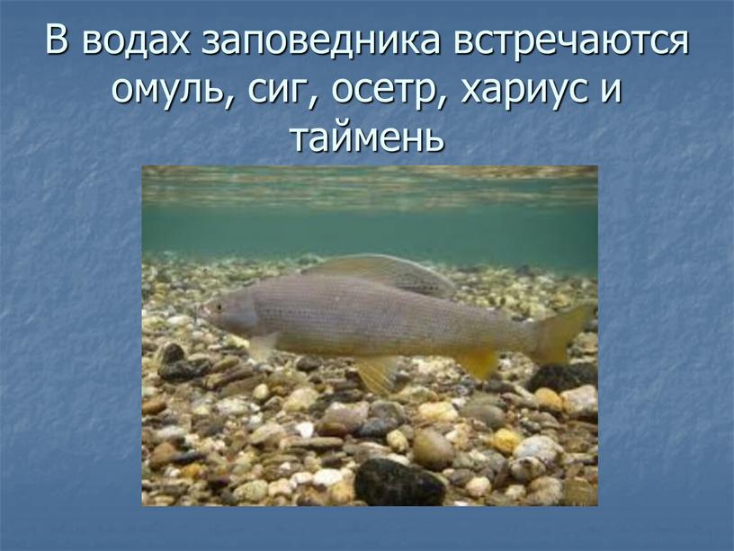 В водах заповедника встречаются омуль, сиг, осетр, хариус и таймень