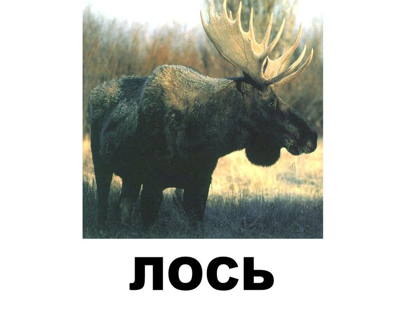 ЛОСЬ